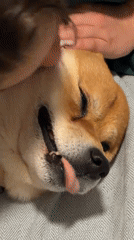 Woman tends to Shiba Inu during evening routine in Bulgaria