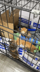 Young kittens observed in carriers, crates in Vietnam ward
