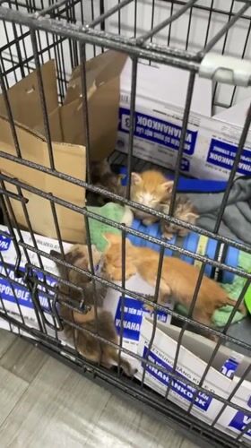Young kittens observed in carriers, crates in Vietnam ward