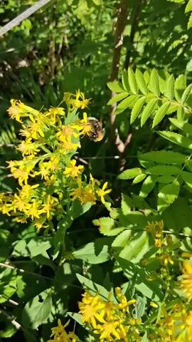 A close-up, eye-level shot shows a bumblebee with black and yellow stripes feeding on a cluster of small, bright yellow flowers. The bumblebee is positioned in the center of the frame, its body angled downwards as it collects nectar. Surrounding the flowers are lush green leaves and branches, suggesting a natural outdoor environment. The lighting indicates it is daytime, with sunlight dappling through the foliage. The video captures the bee's gentle movement and focus on its task.