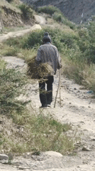 Hay hauling, two ways — on foot and by hatchback in Lahaul