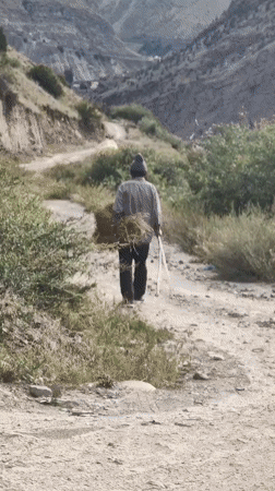 Hay hauling, two ways — on foot and by hatchback in Lahaul