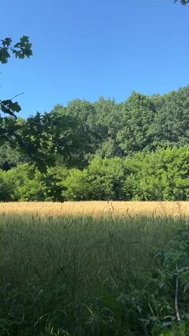 This is a vertical, full-shot video of a rural landscape under a clear blue sky. The scene features a field of golden wheat in the foreground, with tall green grass and some leafy plants obscuring the very bottom edge of the frame. Behind the wheat field, there is a dense line of vibrant green trees, forming a transition to a darker, more mature forest in the background that covers a gently sloping hill.

The time of day appears to be late morning or early afternoon, given the bright sunlight casting dappled shadows across the wheat field. The weather seems warm and pleasant, with a cloudless sky. The location is clearly rural, possibly in Ukraine, given the visual cues of agricultural fields and extensive woodlands. There are no people or man-made objects visible in the frame, emphasizing a natural and serene setting. The overall emotion conveyed is one of peacefulness and natural beauty. No text is visible in the video.