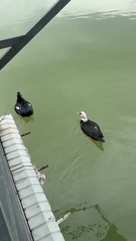 Two black and white ducks swim in a murky green pond. A gray metal railing runs along the left side of the frame, partially obscuring the view. Across the pond, a small green building is visible along the shoreline. The camera angle is slightly elevated, looking down at the ducks. The water has a slightly rippled surface.
