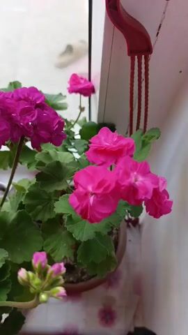This is a short, vertically oriented video clip featuring a close-up view of vibrant pink and magenta geraniums with green leaves. The flowers are in full bloom and appear to be growing in a pot on a windowsill. In the background, through a window, there are glimpses of an indoor setting. Two light-colored slippers are visible on what appears to be a tiled floor, and a person wearing a patterned dress is walking away from the camera. The lighting suggests daytime. The overall mood is calm and domestic. There is no visible text in the video.