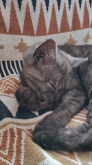 Tabby kitten sleeps on geometric blanket in Ukrainian village