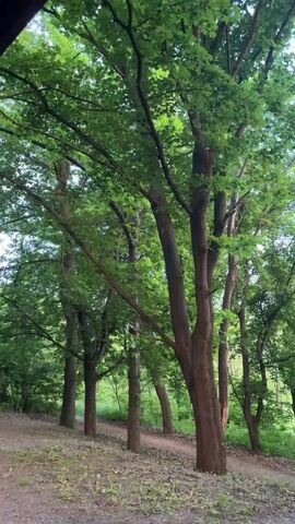 The camera moves quickly through a forest path. Trees with green leaves tower on either side. Some sunlight filters through the canopy. A voice speaks in Polish.