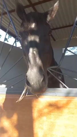 This is a short, vertically oriented video file featuring a close-up of a dark-colored horse's head. The horse is looking directly at the camera, with its mouth slightly open and appearing to be chewing on some hay. Its ears are perked forward, suggesting alertness. The horse is positioned behind a metal fence or enclosure, with part of a wooden trough visible at the bottom of the frame. The background includes a corrugated metal roof and hints of greenery, indicating an outdoor setting, possibly a stable or corral. Sunlight casts shadows on the horse's face and the trough, suggesting it's daytime. The overall impression is one of a calm and curious animal observed in its environment. There is no visible text in the video. The location context provided is Çatalca, Turkey.