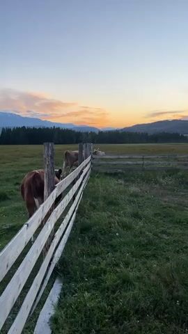 The video shows a pastoral scene at dusk. Two cows are visible in a grassy field, separated by a wooden fence. One cow, brown and white, is in the foreground, facing away from the camera and towards the fence. Another cow, lighter in color, is further back in the field, also near the fence. The background consists of a line of trees and rolling hills or mountains, with a colorful sunset sky. The overall impression is one of peaceful, rural life at the end of the day.