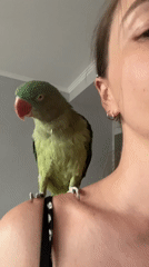 Indian Ringneck parrot at home in Pazardzhik, Bulgaria