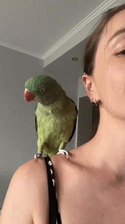 Indian Ringneck parrot at home in Pazardzhik, Bulgaria
