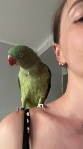 Indian Ringneck parrot at home in Pazardzhik, Bulgaria