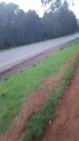 A person walks on a red dirt path adjacent to a paved road. Green grass grows on the embankment between the road and the path. Vehicles, including motorcycles, drive on the road, with their headlights visible. Trees line the side of the road and the path. The sky appears overcast.