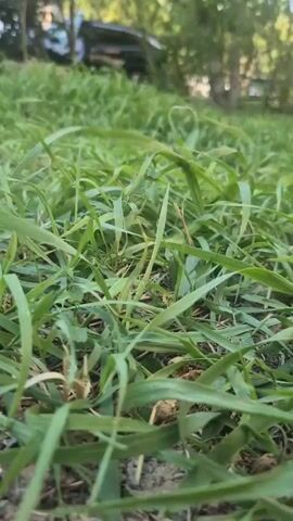 A low-angle video shows a patch of green grass. In the background, trees are visible, with a dark-colored SUV parked amongst them. The camera appears to be moving forward, bringing more of the grass into focus. Sunlight is filtering through the trees, and the sky is blue.