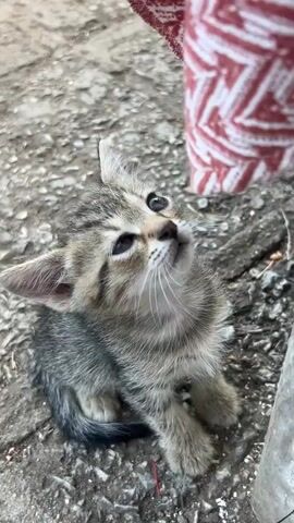 A very young, tabby kitten is sitting on rough, grey ground. It is looking upwards towards a red and white patterned object, possibly a piece of fabric or clothing, which is out of focus in the top right corner of the frame. The kitten's eyes are blue and it has a curious expression. The ground is made up of small pebbles and dirt. There is a thin red thread on the ground near the kitten.
