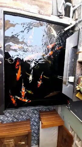 A koi pond filled with several fish is shown from an overhead perspective. The water is dark and appears to be flowing in from the right side of the frame, creating ripples and splashing. The koi fish are various colors, including orange, white, and black. A net is visible on the left side of the pond. The pond is surrounded by what appear to be wooden structures and a tiled surface.