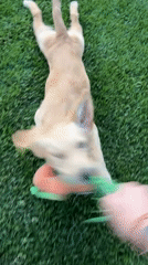 Golden retriever puppy plays with toys in Bulgarian town