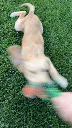 Golden retriever puppy plays with toys in Bulgarian town