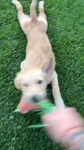 Golden retriever puppy plays with toys in Bulgarian town