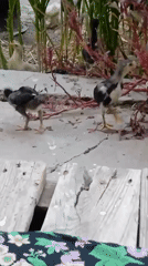 Chickens and courtyard life in a Kogon City backyard