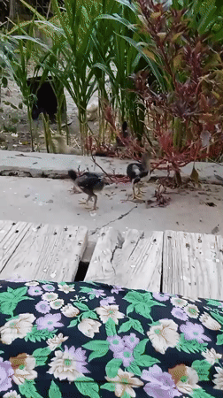 Chickens and courtyard life in a Kogon City backyard
