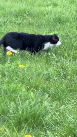 The video shows a black and white cat walking through green grass. There are a few yellow flowers scattered in the grass. The cat appears to be hunting or exploring its surroundings.