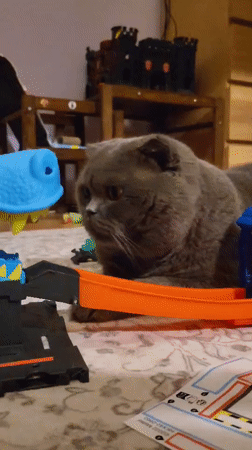 Scottish Fold cat plays with toys at home