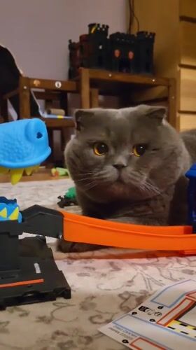 Scottish Fold cat plays with toys at home