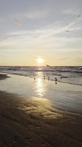 The video shows a beach scene at sunset. The sun is low in the sky, casting a warm glow over the ocean and the wet sand. Several seagulls are visible in the water and in the air. The waves are gentle, and the sand has footprints on it. The sky is a mix of blue and light clouds. The video is shot from a low angle, close to the sand.