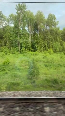 The video shows a view from a moving train, focusing on the landscape passing by. In the foreground, the railroad tracks are visible. Beyond the tracks, a field of green vegetation stretches out, interspersed with patches of yellow wildflowers. A line of trees, consisting of various species including some with distinctive white bark, forms the background. The sky above is overcast with a hint of sunlight peeking through the clouds.