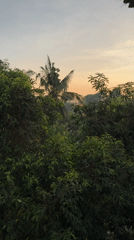 Palm tree silhouetted against morning sky in Kediri