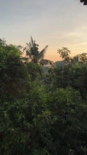 Palm tree silhouetted against morning sky in Kediri