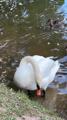 A white swan with an orange beak stands at the edge of a body of water. Its neck is curved, and its head is dipped towards the water. Two ducks swim in the water behind the swan. The water is dark and appears murky. The edge of the water is lined with grass and dirt. The lighting suggests it is daytime.