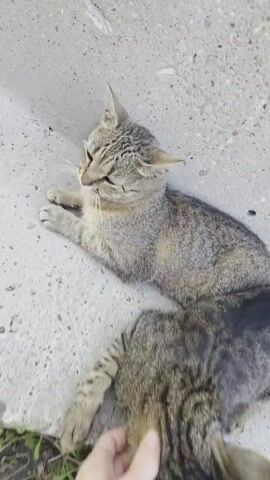 The video shows a close-up of two tabby cats resting on a concrete surface. One cat is in the foreground, lying on its side, while the other cat is slightly behind it, also lying down. A person's hand enters the frame and gently pets the head and chin of the foreground cat, which appears to be enjoying the attention. The cats have striped fur in shades of brown and grey. The scene is outdoors, with some dry grass and small plants visible on the ground. The lighting suggests it might be daytime, possibly in the afternoon or evening, as the light is soft and diffused. The overall mood is calm and peaceful, with the interaction between the person and the cat conveying a sense of gentle affection. The concrete surface could be a sidewalk or a ledge. No text is visible in the video.