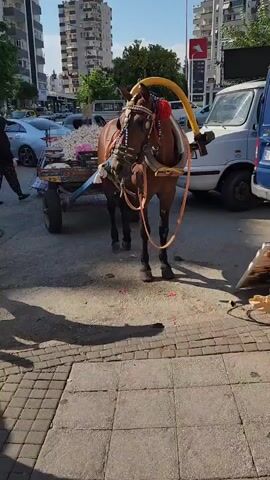 A brown horse with a decorated bridle and saddle stands hitched to a cart loaded with what appears to be garlic. The cart is colorful and appears old. A man in a white shirt and pants is standing next to the cart, partially obscured by the horse. In the background, there are buildings, cars, and other people. The ground is paved and appears to be a street or marketplace. The scene is outdoors on a sunny day.