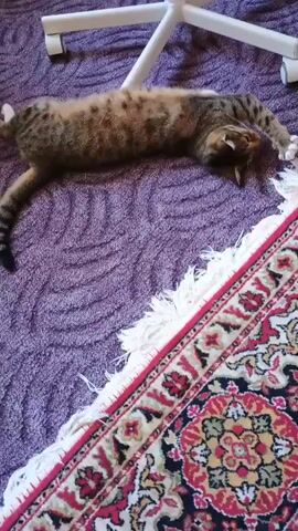 A tabby cat is sprawled out on a purple carpet. The cat is lying on its back with its legs extended. A portion of a white office chair is visible above the cat, with its wheels resting on the carpet. In the foreground, a rug with a red, black, and cream patterned border and fringe is visible. The cat appears to be relaxed and possibly sleeping.