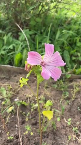 A single pink flower with five petals and dark pink veins grows on a thin green stem. The flower is in focus and centered in the frame. Behind the flower, out of focus, is green foliage. The flower is growing from dark soil with sparse green weeds and brown twigs. A sliver of a metal border is visible along the bottom edge of the frame.