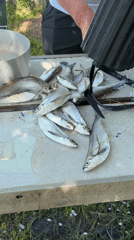Fish vendor displays catch at table in Уральское, Russia