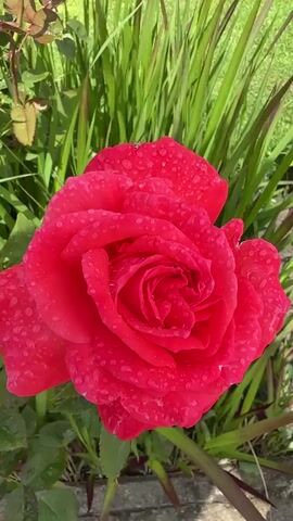 A red rose covered in water droplets with green foliage behind it.