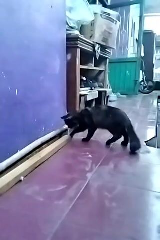 A black cat walks along a purple wall in a tiled room. The cat is close to the wall, and it appears to be sniffing or rubbing against it. The room is dimly lit, and there are shelves with items on them in the background.