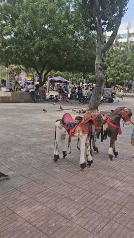 The video shows a public square with a fountain in the center. Pigeons are present throughout the square, some near the fountain, others on the paved ground. People are visible in the background, some sitting, some walking. To the right of the frame, two toy horses with saddles and wheels stand stationary. A tall building is visible behind the trees in the background. The sky is overcast.