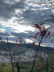 Spring afternoon documented in Zlatograd with blooming trees, dogs