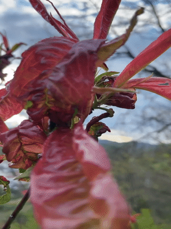 Spring afternoon documented in Zlatograd with blooming trees, dogs