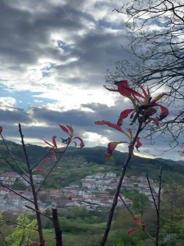 Spring afternoon documented in Zlatograd with blooming trees, dogs