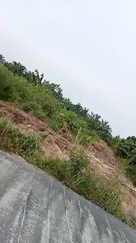 A person wearing a black baseball cap and a white shirt is walking in front of a natural landscape. The landscape consists of palm trees and other vegetation. The ground is covered with dirt and rocks. The sky is overcast.
