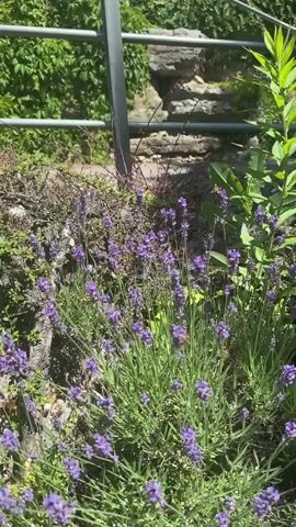 A close-up shot focuses on a bush of blooming lavender in full sun. Several bees are visible buzzing around the purple flowers. In the background, a gray metal fence runs horizontally across the frame, with a stone wall and green foliage behind it. The overall scene suggests a natural, outdoor environment, likely a garden or park.