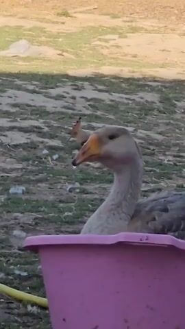 A goose with gray and white feathers is in a pink basin. The goose has a long neck and a yellow beak. Behind the goose, a bird with a crest and black and white striped wings is standing on the ground. The ground is covered with dirt and grass. There is a wooden structure in the background. The video is in color and the lighting is natural.