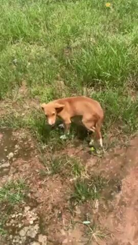 The video shows a small, brown dog with white paws standing in a grassy area with patches of dirt. The dog appears to be defecating, as it is squatting. The dog then walks a short distance, its movements seemingly labored. The background features green grass and a dirt path. A honking sound is audible.