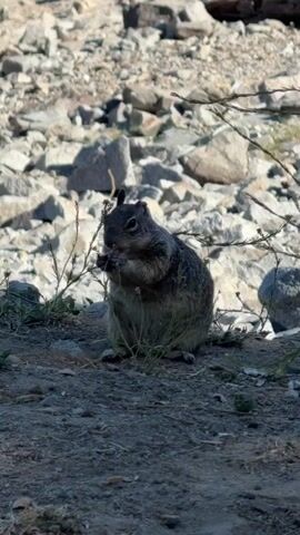 A small ground squirrel is sitting on the ground and eating. The squirrel is facing the camera and appears to be holding something in its paws. The squirrel is surrounded by rocks and dry vegetation. The background of the video shows a body of water and trees. The lighting suggests it is daytime.