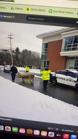 Police pig incident and soccer player sighting in Batumi